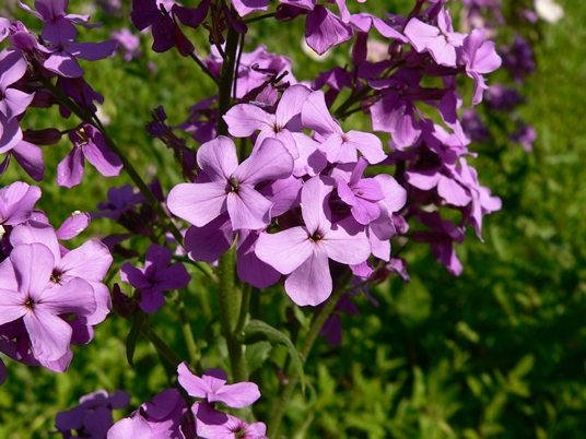 {Hesperis matronalis}